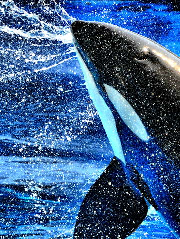 Killer splash