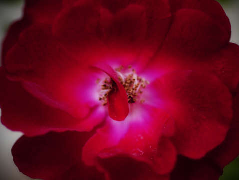 Shy rose