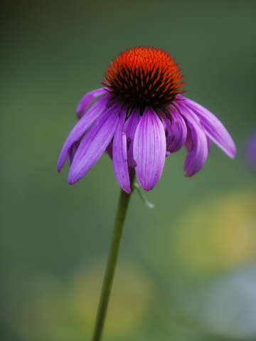 Purple daisy ii