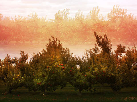 Apple season