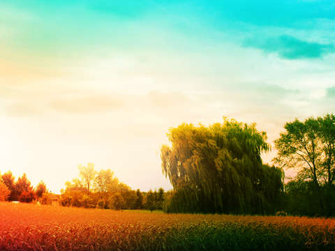 Waking willow 2