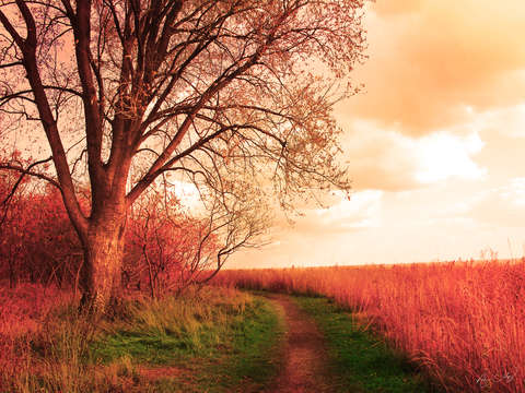The path 4