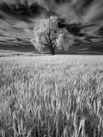 Barley
