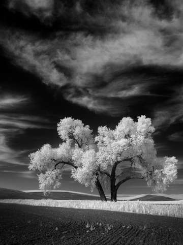 Lone tree 1
