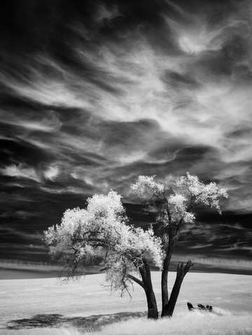 Lone tree 2 2