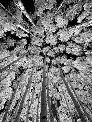 Aspens 3
