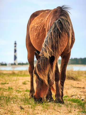 Wild horses at cape lookout