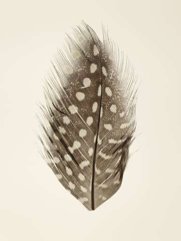 Polka dot feather