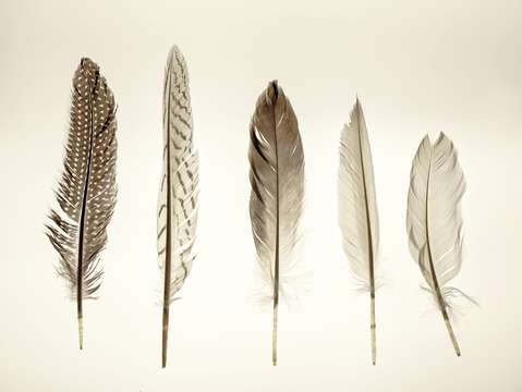 Feather collection