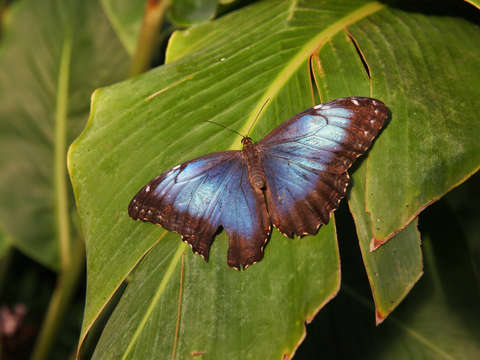 Big blue butterfly