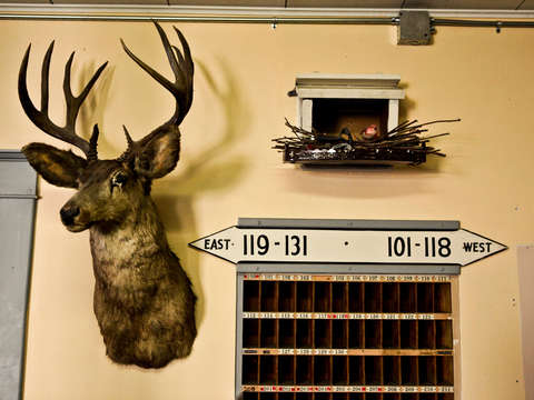 Deer head at the pioneer hotel