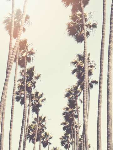 Santa monica palms