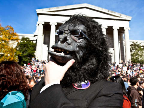 Gorilla attorney