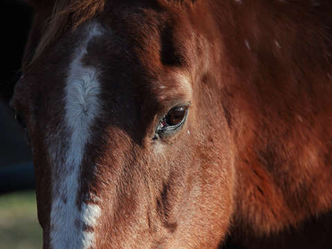 Horse face