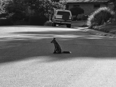 Neighborhood fox