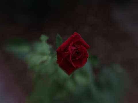 Red rose 7