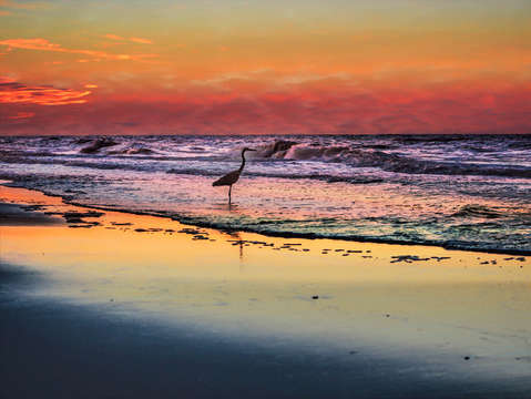 Pink sky and heron in the surf