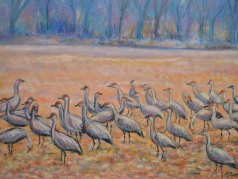 Sandhill cranes migration