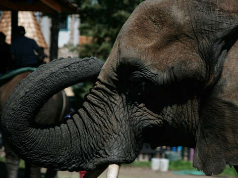 Elephant profile