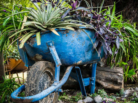 Blue wheelbarrow