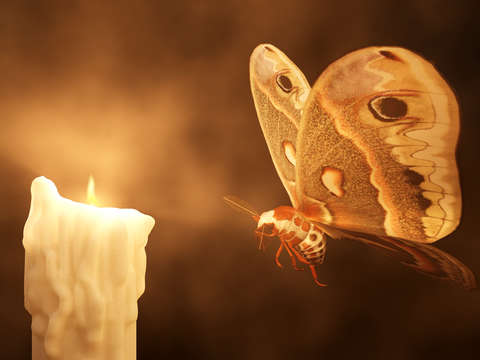 Like a moth to a flame