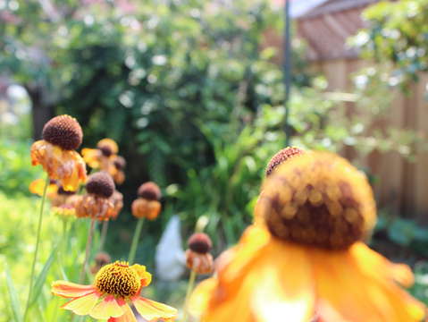 Grandmas garden