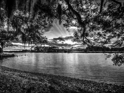 Bon secour under tree bw