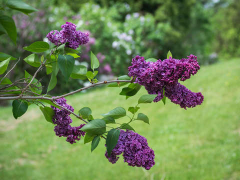 Lilac cluster