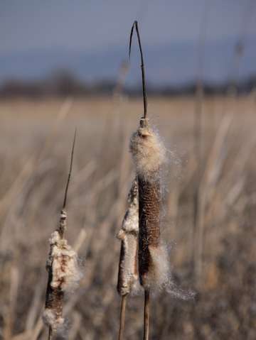 Cattail