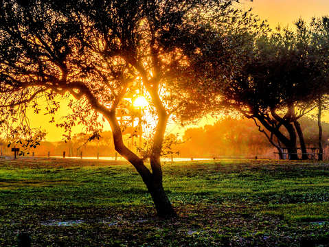 Sunrise thru the trees