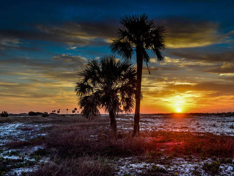 Sunlight thru the palms