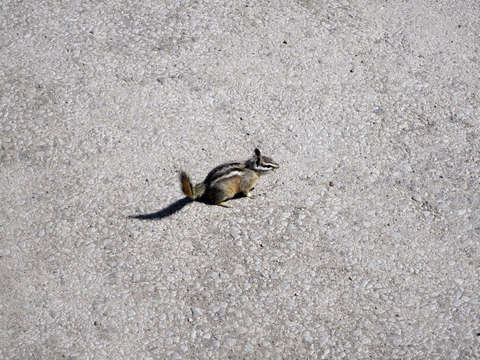 Urban squirrel