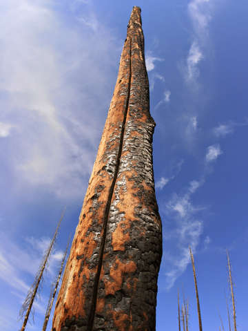 Charred tree in yellowstone national park