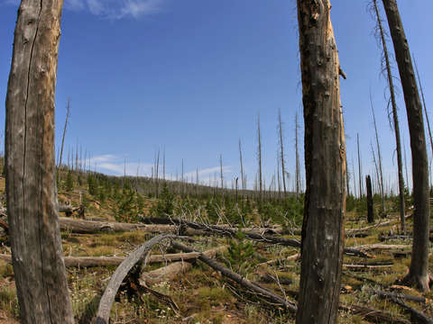 Yellowstone national park forest fire damage