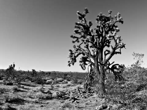 Joshua tree in the mojave desert