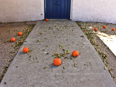 Oranges at the university of arizona