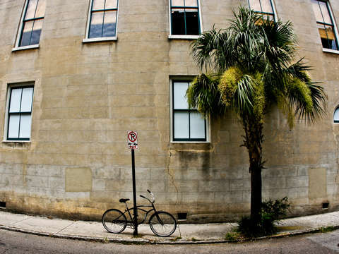 Bicycle palm tree in charleston