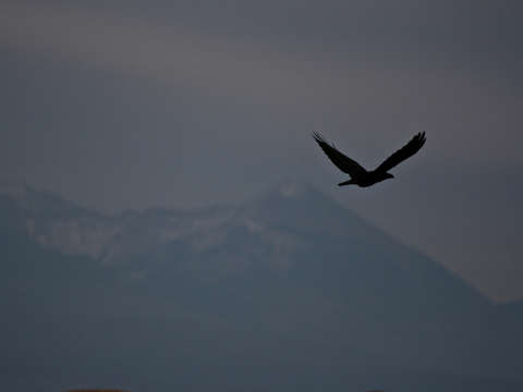 Bird over utah
