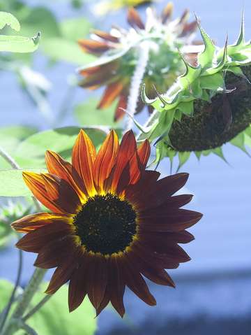 Sunflower 9