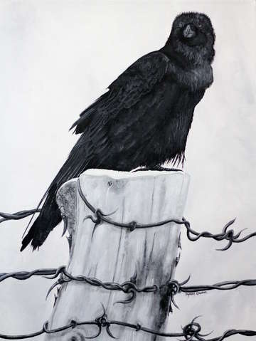 Raven on a post