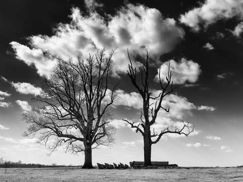 Dead trees