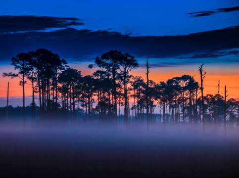 Mist in the Trees