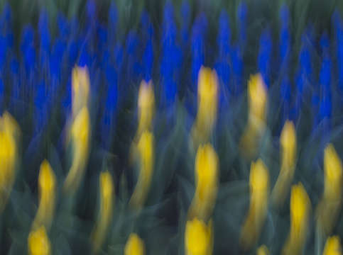 Blue and yellow 3