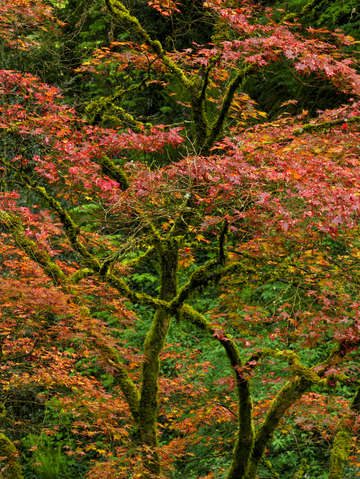 Japanese maple intimate