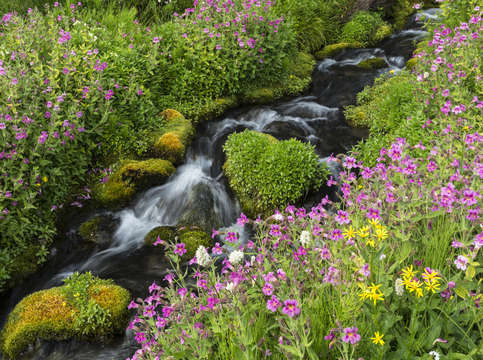 Rainier creek
