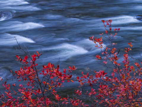 Red Leaves on Blue