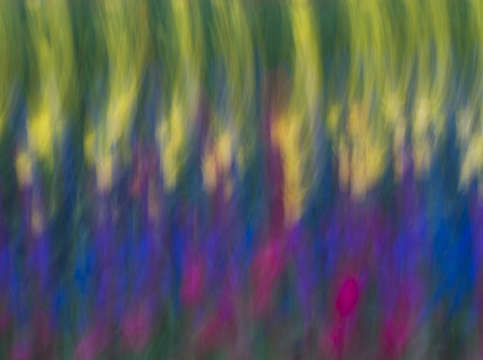 Tulip brushes