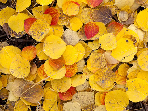 Aspen leaves