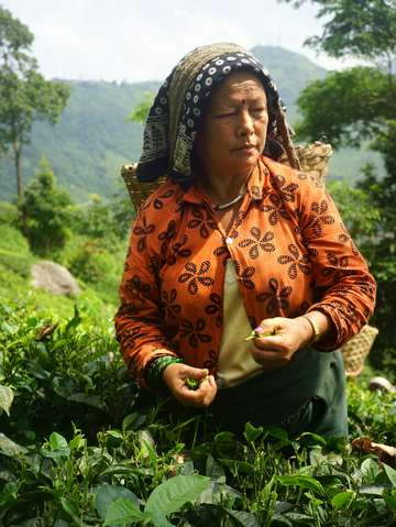 The tea lady