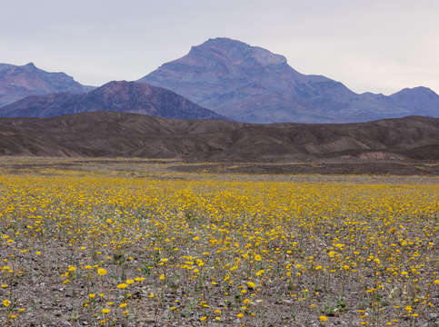 Death valley gold